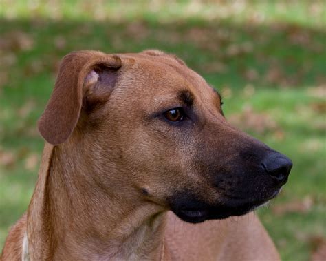 black faced cur